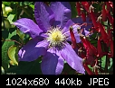 Click image for larger version

Name:	Purple Clematis.jpg
Views:	1743
Size:	440.4 KB
ID:	3289