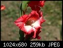 -red-white-flower.jpg