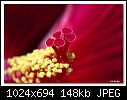 Click image for larger version

Name:	Red hibiscus.jpg
Views:	246
Size:	148.3 KB
ID:	3313