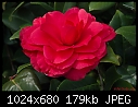 -red-camellia-2.jpg