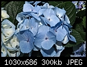 -hydrangea-blue.jpg