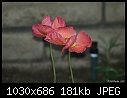 -poppies-1.jpg