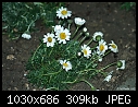 -flowers-1.jpg