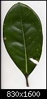 Tree leaf Magnolia Leaf.jpg (01/01)-magnolia-leaf.jpg