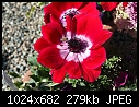 Click image for larger version

Name:	Poppy Flowered Anemenone - red & white.jpg
Views:	239
Size:	279.2 KB
ID:	4065