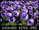 Poppy Flowered Anemenone - Mona Lisa Deep Blue-poppy-flowered-anemenone-mona-lisa-deep-blue.jpg