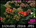 -small-red-kolancho-flowers.jpg