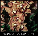 -orchids.jpg