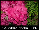 -pink-hydrangea.jpg