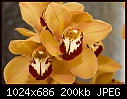 -orchids-2.jpg