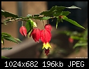 Click image for larger version

Name:	Bleeding heart 2.jpg
Views:	247
Size:	195.7 KB
ID:	4101