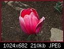 -tulip.jpg