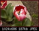 -tulip-2.jpg