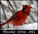 Two Acre Wood (Cardinals and Bluebirds, Love is in the air)-cardsnowup8278.jpg