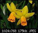 -daffodils121.jpg