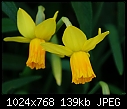 Daffodil, no flash-daffodils67.jpg