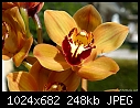 -yellow-orchids-dsc_0004.jpg