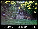 Oh Mr Bunny?  Mr Bunny?  Paging Mr Devil Bunny!-evenings-devil-bunny.jpg