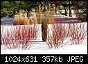 Backyard  - Winter Garden_4887.jpg-winter-garden_4887.jpg