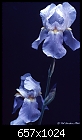 Blue Irises-blue-irises.jpg