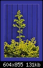 Plants and walls/fences.-0397-1 of 3-b-0397-wallflowers-20-02-07-20-400.jpg