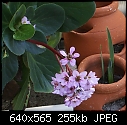 Lost the name of this one?-pink-flower-a100-a00252.jpg