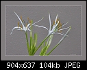 Spider Lily-0550-1 of 3-b-0550-spiderlily-23-02-07-20-400.jpg