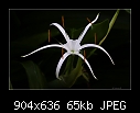 Spider Lily-0567-2 of 3-b-0567-spiderlily-23-02-07-20-400.jpg