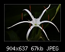 Click image for larger version

Name:	b-0568-spiderlily-23-02-07-20-400.jpg
Views:	287
Size:	67.4 KB
ID:	4224