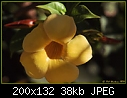 Click image for larger version

Name:	Moorea - yellow flower 2.jpg
Views:	153
Size:	37.9 KB
ID:	4235