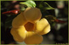 -moorea-yellow-flower-2.jpg