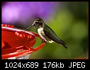 Click image for larger version

Name:	Male Anna's Hummingbird @ feeder - LH profile.jpg
Views:	316
Size:	176.4 KB
ID:	4238