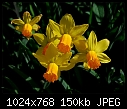 Tow-tone Daffodils in the sun-daffodils51.jpg