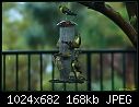 Click image for larger version

Name:	Goldfinches in the rain.jpg
Views:	207
Size:	168.2 KB
ID:	4302