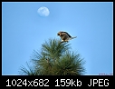 Juvenile  Red Shouldered Hawk-juvenile-red-shouldered-hawk.jpg
