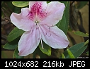 Click image for larger version

Name:	Azalea 2.jpg
Views:	191
Size:	215.6 KB
ID:	4335