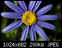Click image for larger version

Name:	Blue flower.jpg
Views:	202
Size:	200.4 KB
ID:	4337