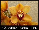 Click image for larger version

Name:	Orchid 2.jpg
Views:	259
Size:	208.5 KB
ID:	4338