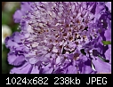 -purple-flower.jpg