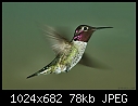 -decent-hummingbird-shot.jpg
