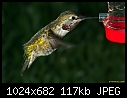 Click image for larger version

Name:	Young male Anna's hummer @ feeder.jpg
Views:	290
Size:	116.8 KB
ID:	4401