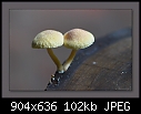 Click image for larger version

Name:	b-2565-fungi-06-03-07-30-90.jpg
Views:	700
Size:	102.4 KB
ID:	4412