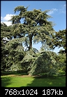 (Repost) Tree in Edinburgh Botanical Gardens-071ebgs.jpg