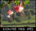 Click image for larger version

Name:	600Treffs.jpg
Views:	289
Size:	74.3 KB
ID:	4418