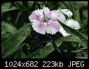 Click image for larger version

Name:	Little white flower.jpg
Views:	236
Size:	222.5 KB
ID:	4421