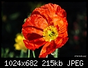 Click image for larger version

Name:	Poppy.jpg
Views:	280
Size:	214.6 KB
ID:	4440