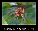 Click image for larger version

Name:	b-2609-grevillea-09-03-07-30-90.jpg
Views:	244
Size:	159.0 KB
ID:	4453
