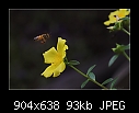 -b-2651-bee-10-03-07-30-90.jpg