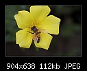 Sun Jewel Portulaca 2/2-b-2669-bee-10-03-07-30-90.jpg