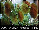 Cane Begonia leaves - DSC_0002a.jpg (1/1)-dsc_0002a.jpg